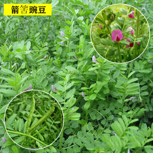 箭舌豌豆野豌豆种子果树绿肥蜜源植物小苕子高蛋白牧草果树除草