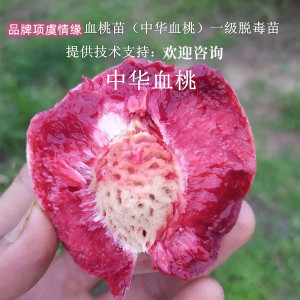 老品种血桃树果苗嫁接离核红肉中华血桃树苗朱砂桃血桃苗当年结果