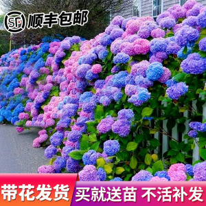 绣球花苗无尽夏盆栽带花特大老桩室内阳台庭院四季开花卉绿植植物