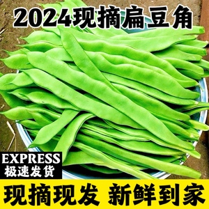 2024现摘新鲜青扁豆5斤刀豆当季四季豆角农家自种芸豆蔬菜无筋豆