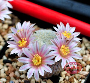 白斜子 乳突属 实生稀有仙人球种子小苗 Mammillaria pectinifera