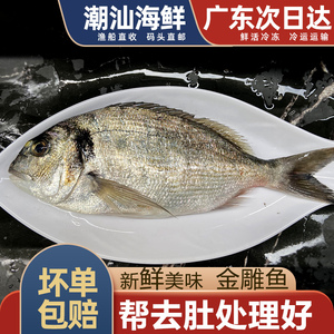 金雕鱼海鱼新鲜海捕潮汕海鲜水产鲜活冷冻1条刺身金头鲷鱼