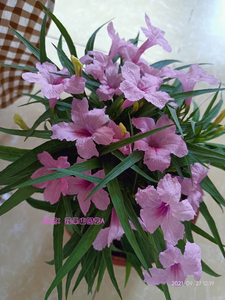 矮生粉色翠芦莉紫色白色南国星蓝花莉宿根多年生耐晒耐湿热花期长