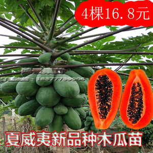 木瓜树苗四季红肉水果木瓜夏威夷2号台湾大青泰国金木瓜 南方种植