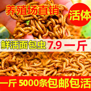 面包虫活虫黄粉虫活体幼虫子金龙鱼蝎子乌龟画眉鸟食石蛙饲料包邮