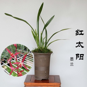 墨兰红太阳鲜花客厅茶桌满堂红室内阳台高档绿植盆栽香妃铭品兰花