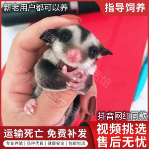 网红蜜袋鼯能滑翔的宠物抖音蜜袋鼠幼崽宝宝蜜袋鼬西藏新疆不发