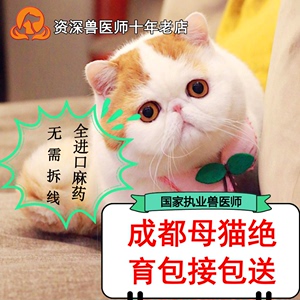 成都母猫绝育手术，宠物绝育，上门接送，猫猫绝育，猫结扎