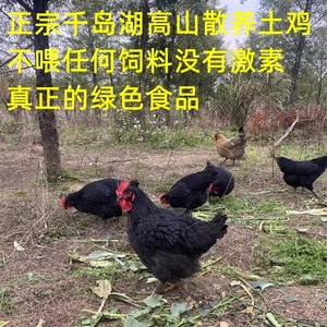 正宗千岛湖高山土鸡农家散养走地鸡笨鸡3年老母鸡跑山鸡月子滋补