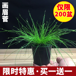 日本山野草画眉菅盆栽山野草盆景水陆缸造景植物带盆发货 阿里巴巴找货神器 日本山野草画眉菅盆栽山野草盆景水陆缸造景植物带盆发货 阿里巴巴找货神器