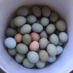 四川达州弄散养正宗乌鸡蛋农家土鸡蛋新鲜现捡30枚包邮柴鸡蛋