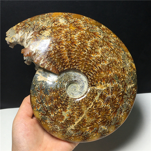 天然水晶海螺原石羊角螺收藏化石菊花螺小树花纹标本桌面摆件装饰