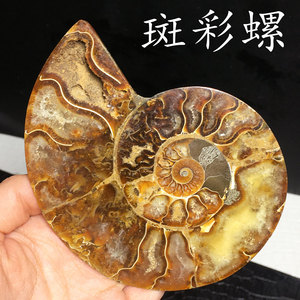 天然斑彩螺菊石海洋古生物化石玉化螺石科普教学标本装饰玄关摆件