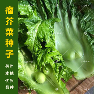 瘤芥菜种子 杭州本地菜种 传统腌制老底子味道瘤瘤菜秋季播芥菜籽