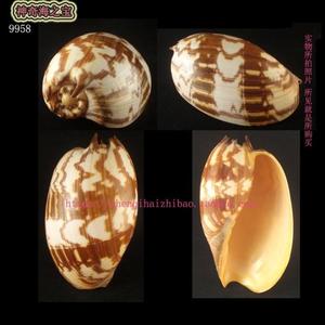 海螺贝壳所见即所得17CM  印尼椰子涡螺  标本收藏 家居装饰9958