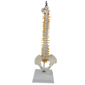 45厘米高人体脊柱模型小针刀脊椎骨盆股骨可弯曲旋转正骨瑜伽健身