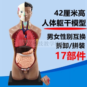 27厘米人体躯干模型幼儿园玩具内脏拼装幼教儿童少年半身躯干模特