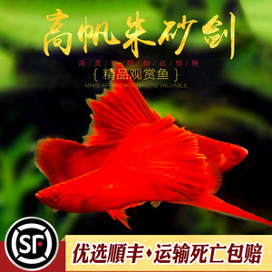 红剑鱼高帆朱砂红箭红剑菊花狼牙帆剑鱼红玛丽胎生鱼热带观赏小鱼