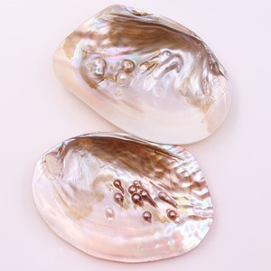 ins天然淡水贝壳海螺标本拍照道具珍珠贝盘子 饰品水族摆件香皂盒