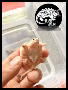 貴陽陳師●变异小鳄龟/高黄/金橙/辣椒鳄龟 幼体小鳄苗