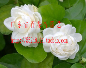 盆栽香花卉 圆叶大花越南虎头茉莉花又叫圆叶宝珠茉莉 花大花瓣多