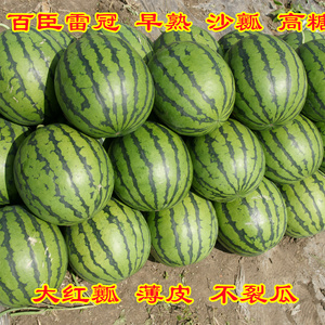 百臣新款厂家封装雷冠西瓜种子早熟薄皮大红瓤产量高糖度高