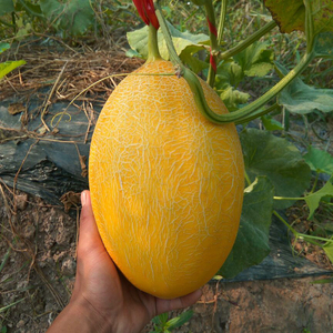 新疆哈密瓜甜瓜种子蜜黄金黄皮桔红肉哈蜜瓜种籽网纹橙肉水果种子