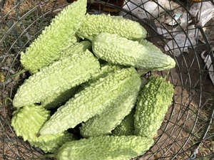 南澳珠瓜潮汕白珠苦瓜露天种植蔬菜现摘果实可刺身即食用8斤一箱