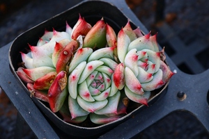 吉娃娃 水蜜桃 桃太郎精选3头群生控养多肉植物丨南京小花匠 阿里巴巴找货神器