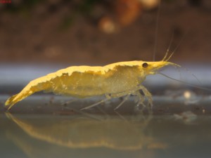 金背黄金米虾  淡水观赏虾活体可与水晶虾混养  信赖水族满额包邮