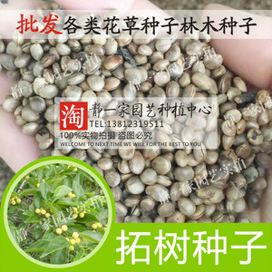拓木树的价值,秋木树,一棵树的价值_大山谷图库