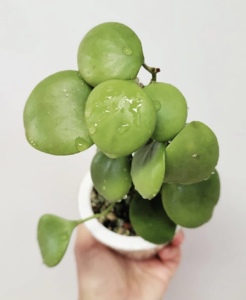 卡斯堡球兰 hoya kastbergii 甜香气味 室内盆栽绿植花卉植物