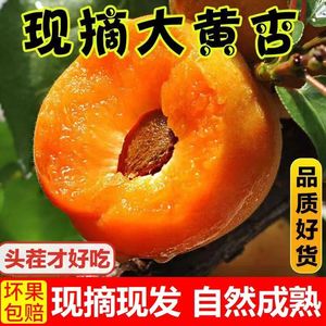 2024年当季新鲜大黄杏自然成熟酸甜杏子孕妇生鲜水果整箱现摘现