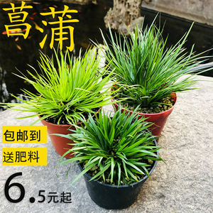 微型小绿植室内盆景盆栽 婵小川 隼 文人草茶几 蝉小川 植物菖蒲