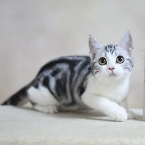 美短起司猫幼猫纯种美国短毛猫加白起司幼猫美短猫幼崽宠物小猫咪