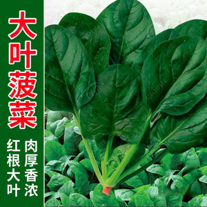 菠菜种子速生大叶菠菜籽高产小叶耐热耐寒菠菜种籽四季蔬菜种子籽