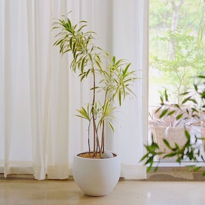 设计商业空间室内软装绿植盆栽一物一拍飘枝老桩造型金边百合竹