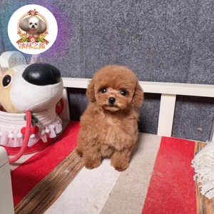 北京正规犬舍出售茶杯幼犬棕红色泰迪妹妹疫苗齐全活体保健康品质