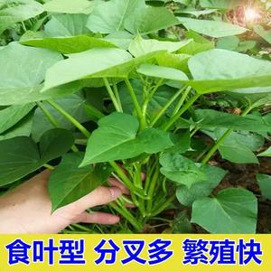 正常发货】台湾台农71食叶型红薯苗种植用老藤条地瓜番薯叶苗蔬菜