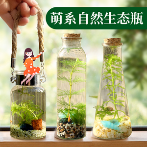 生态瓶微景观藻球水培植物迷你鱼缸摆件桌面造景作业免打理斗鱼瓶