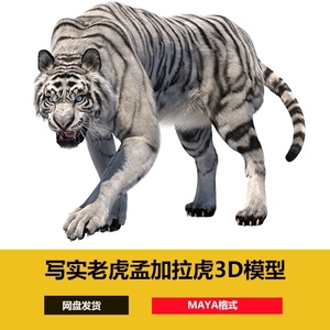 Maya白虎老虎孟加拉虎母老虎猫科动物猛兽兽王带骨骼绑定3d模型