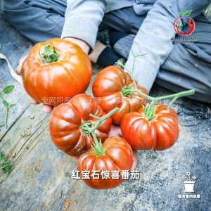 种子猎人红宝石惊喜番茄传家宝拯救者四季阳台盆栽西红柿种籽