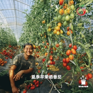 NO.3种子猎人 覆盆子色糖梅番茄可留种西红柿拯救者盆栽阳台