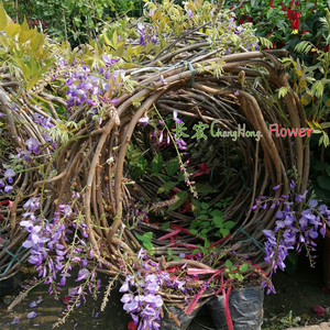 紫藤花带花苞爬藤花卉屋顶盆栽庭院花园围墙攀援绿植多花紫藤包邮