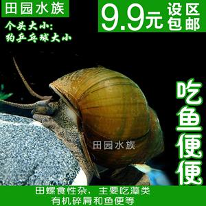 活体田螺 除藻类螺 龟鱼缸清理垃圾 吃鱼便便 食鱼粪便大田螺活体