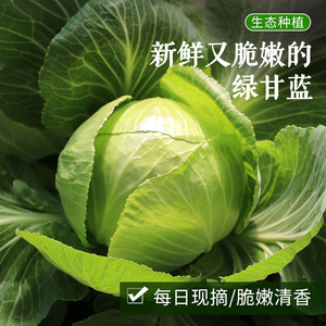 常吃的绿甘蓝圆白菜 爽脆清香新鲜时令蔬菜 每天现砍发货 500g