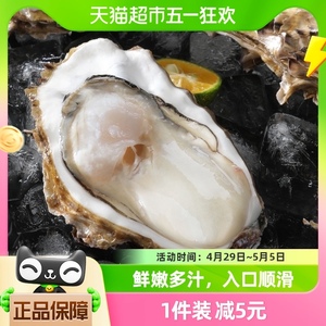 贝司令鲜活乳山生蚝新鲜牡蛎2XL净重4斤13-17个海鲜水产海蛎子