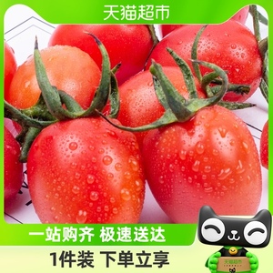 寿光顺丰直发福瑞贝贝小番茄现摘蔬菜生吃水果西红柿非千禧番茄