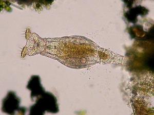 蛭形轮虫、猪吻轮虫（0.2毫米）实验及虾蟹苗开口用 比臂尾轮虫小