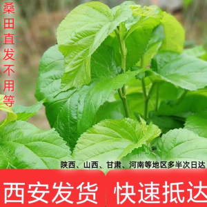 新鲜桑叶蚕宝宝天然食物活蚕饲料500克西安大蚕叶现摘桑树叶包邮